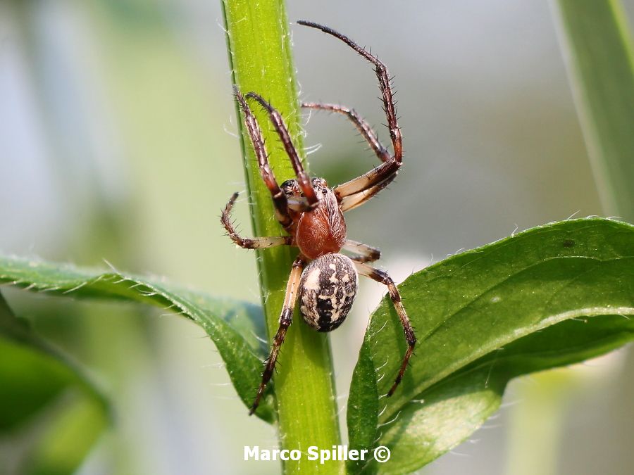 Maschi di Larinioides cornutus - Milano